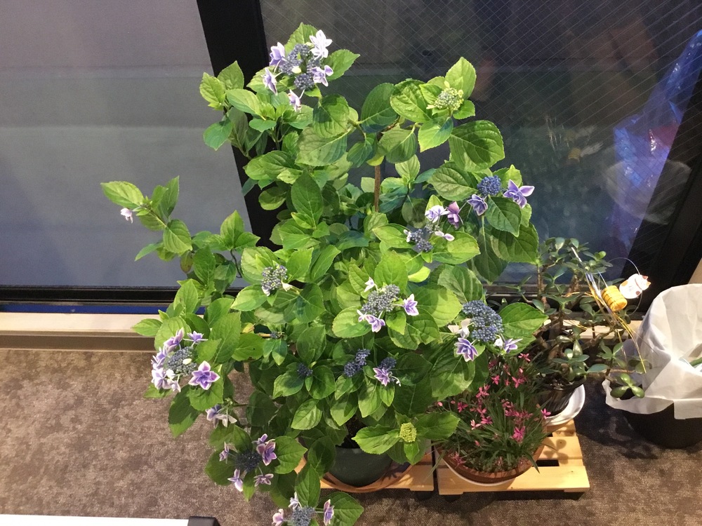 紫陽花(＾◇＾)